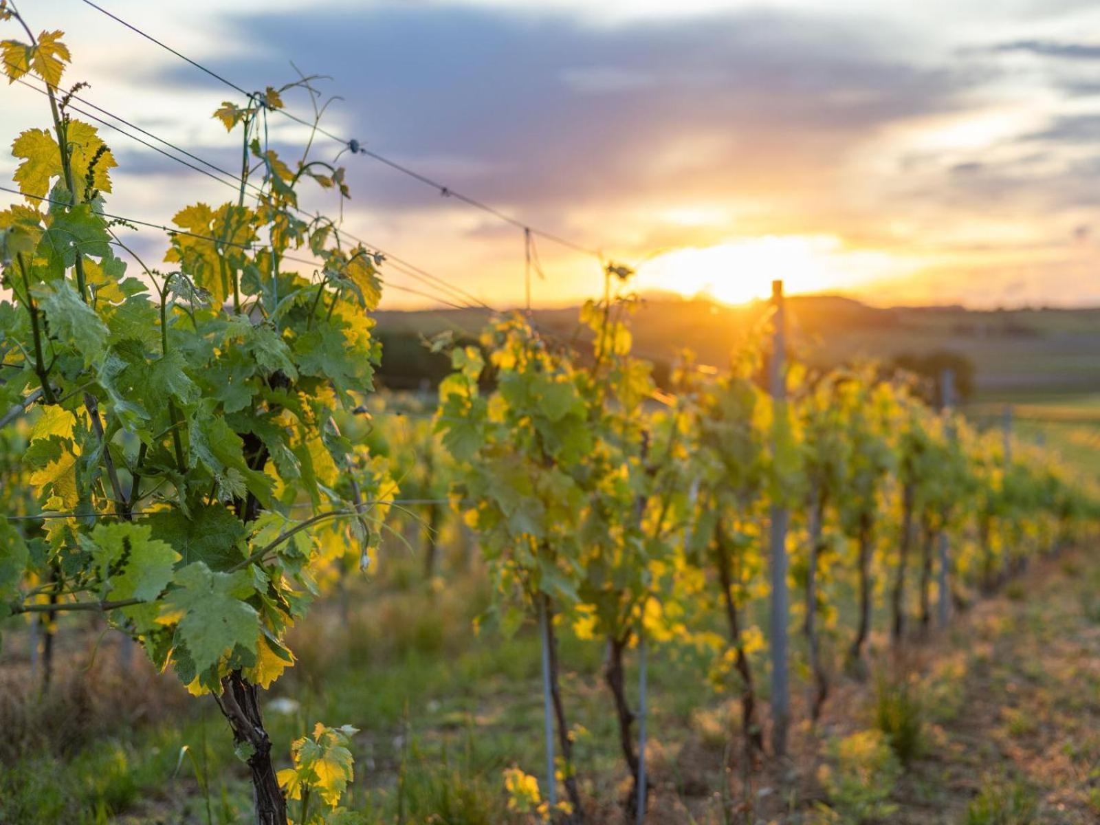 Paradis Des Vignes Birac  Camera foto